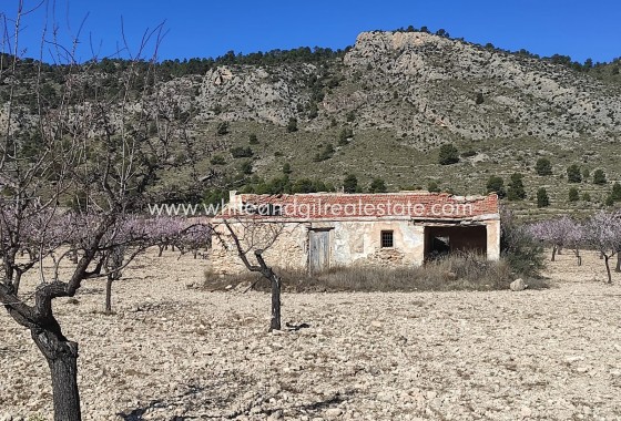 Parcelle / Terrain - Revente - Salinas - Salinas