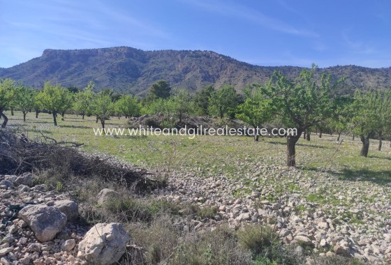 Plot / Land - Sale - Salinas -
                Salinas