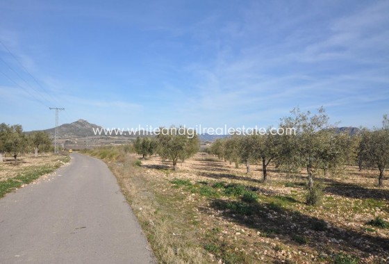 Plot / Land - Sale - Salinas -
                Salinas