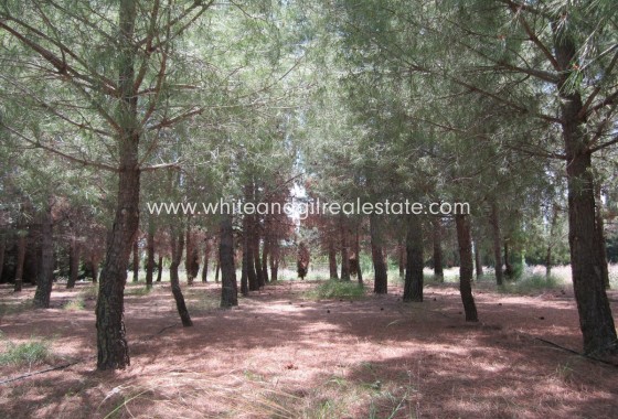 Sale - Villa  - Yecla - Rural location