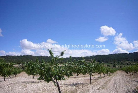 Sale - Country house  - Salinas - Rural location