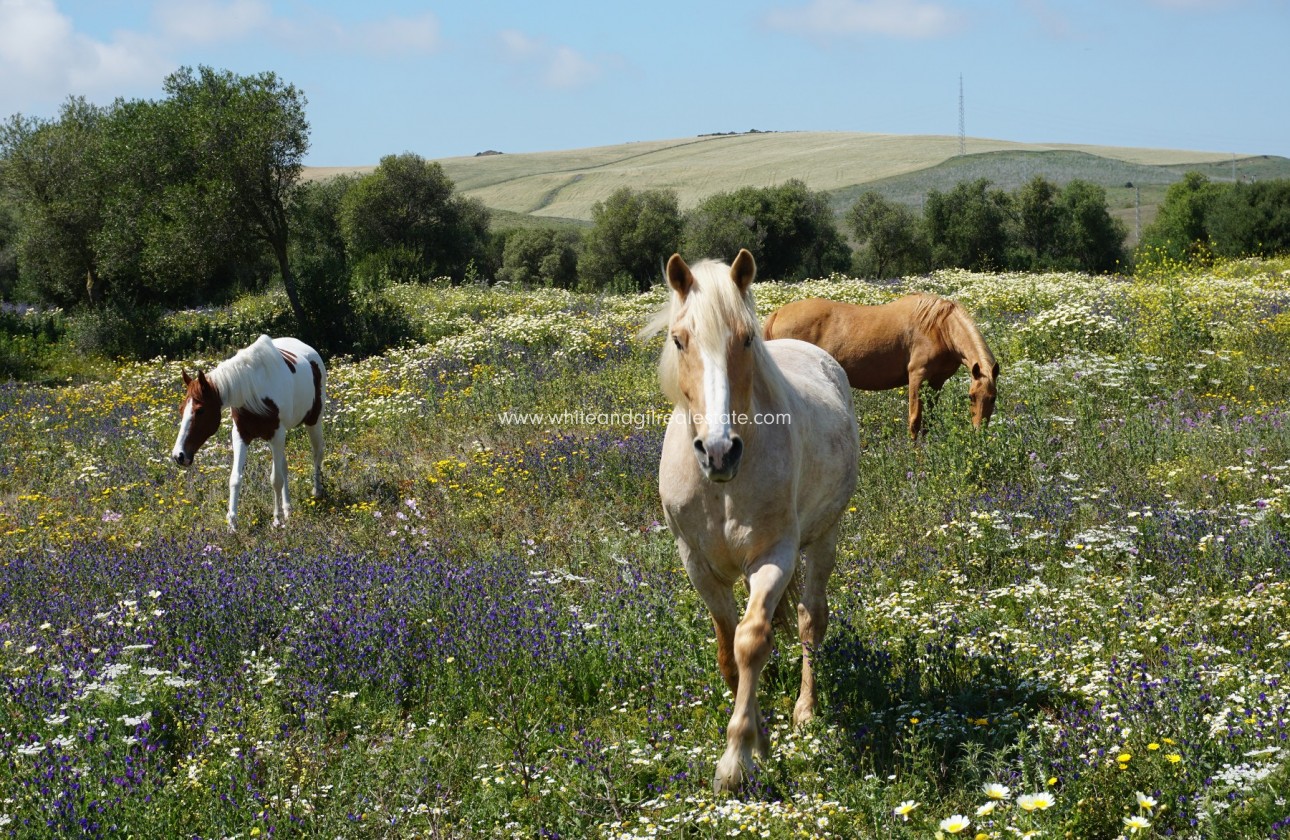 Sale - Country house  - Vejer De La Frontera - Rural Location