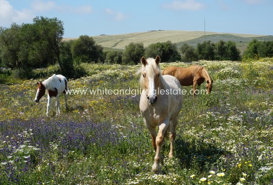 Sale - Country house  - Vejer De La Frontera - Rural Location