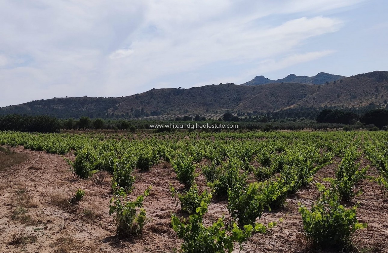 Sale - Country house  - Yecla - Rural location