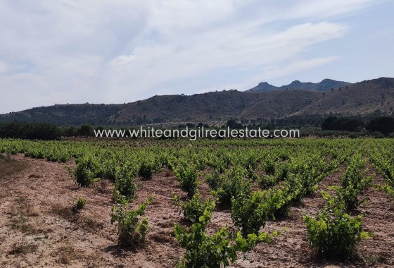 Sale - Country house  - Yecla - Rural location