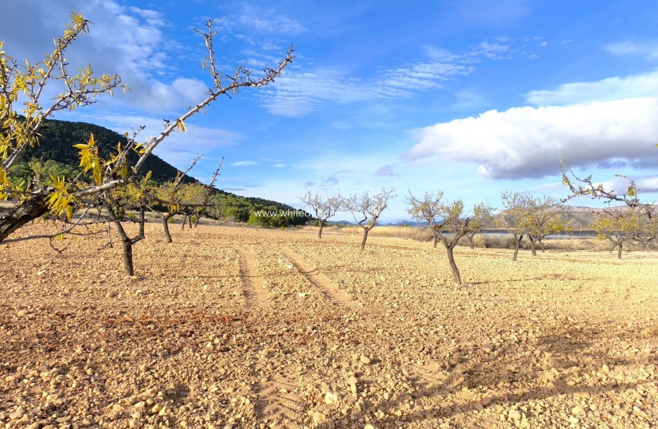 Sale - Country house  - Yecla - Rural location