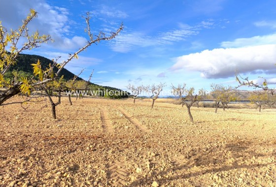 Sale - Country house  - Yecla - Rural location