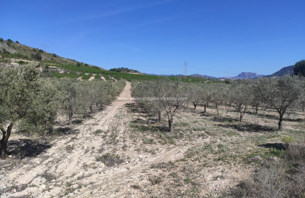 Revente - Parcelle / Terrain - Salinas