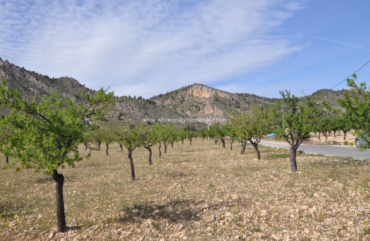 Revente - Parcelle / Terrain - Salinas