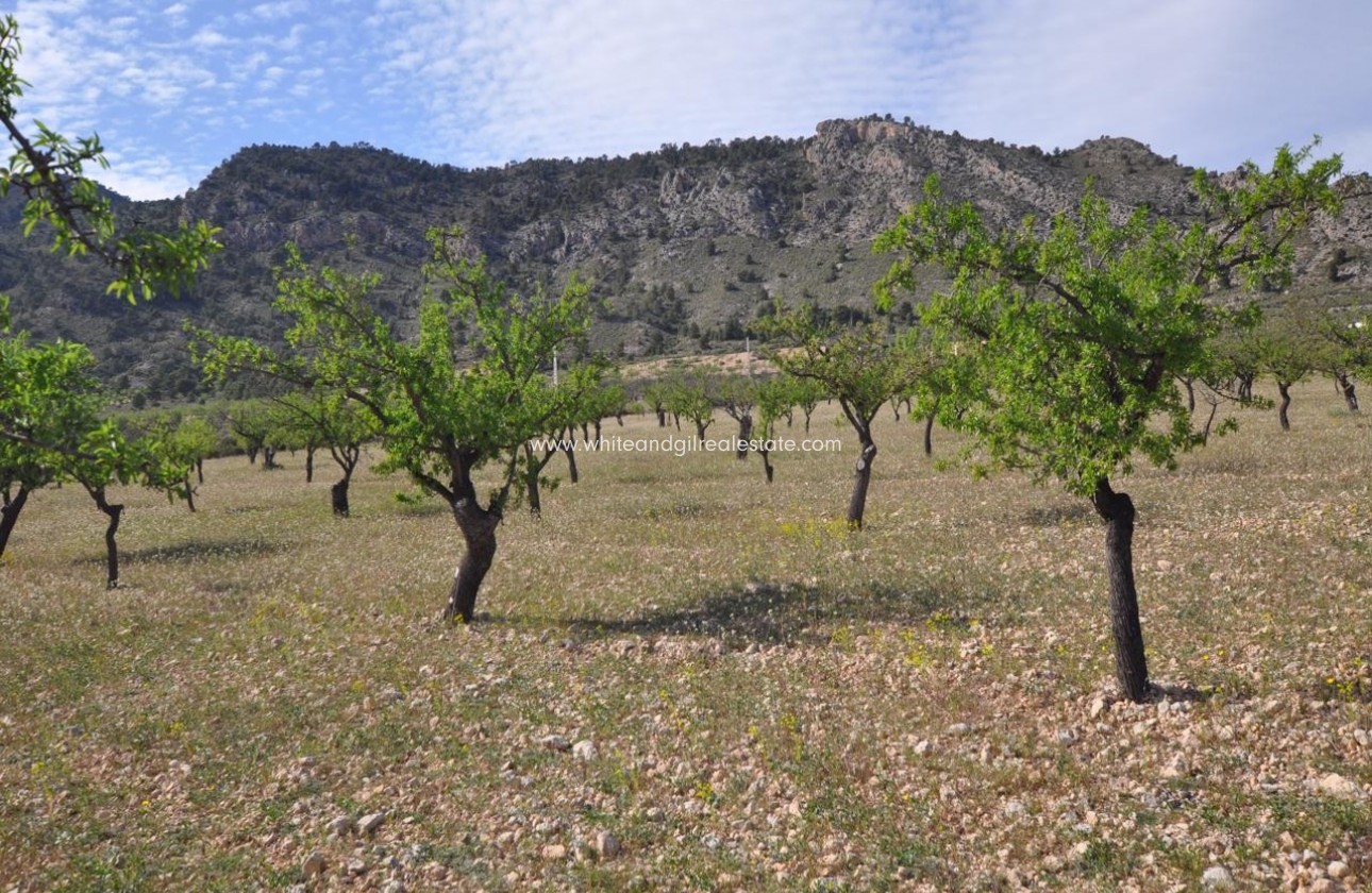 Revente - Parcelle / Terrain - Salinas