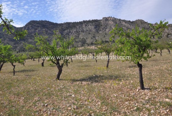 Revente - Parcelle / Terrain - Salinas