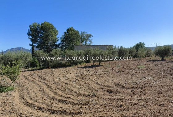 Venta - Chalet / Villa - Jumilla